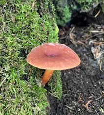 Attēlu rezultāti vaicājumam “Comatricha fragilis macro”