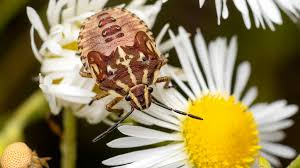 Attēlu rezultāti vaicājumam “Carpocoris sp. nymph”