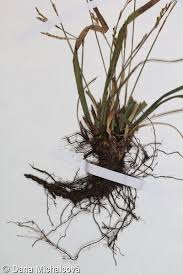 Attēlu rezultāti vaicājumam “Carex digitata fruit”