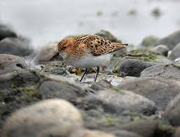 Attēlu rezultāti vaicājumam “Calidris minuta”