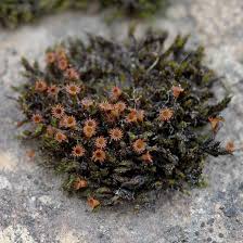 Attēlu rezultāti vaicājumam “Schistidium dupretii”