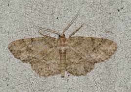 Attēlu rezultāti vaicājumam “Ectropis crepuscularia”