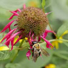 Attēlu rezultāti vaicājumam “Diderma montanum macro”