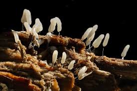 Attēlu rezultāti vaicājumam “Stemonitopsis typhina spores”