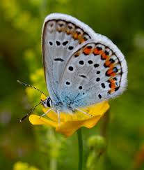 Attēlu rezultāti vaicājumam “Plebejus argus”