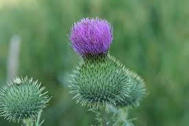 Attēlu rezultāti vaicājumam “Cirsium vulgare”
