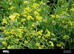 Attēlu rezultāti vaicājumam “Rorippa sylvestris flower”