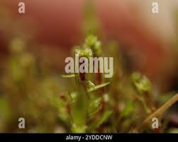 Attēlu rezultāti vaicājumam “Pohlia annotina”