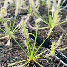 Image result for Drosera