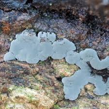 Attēlu rezultāti vaicājumam “Phellinus ferruginosus”