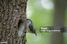 Attēlu rezultāti vaicājumam “Sitta europaea nest”