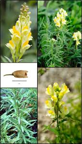 Attēlu rezultāti vaicājumam “Linaria loeselii bud”