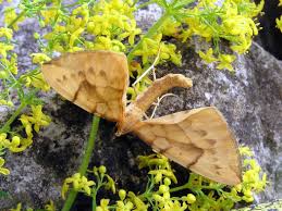 Attēlu rezultāti vaicājumam “Eulithis pyraliata”