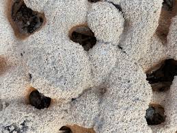 Attēlu rezultāti vaicājumam “Fuligo septica var. rosea young”