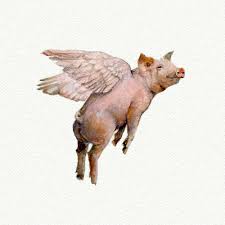 Image result for flying pigs