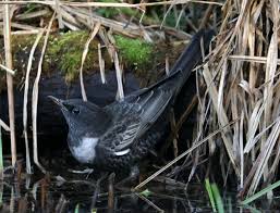 Image result for Turdus torquatus