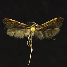 Attēlu rezultāti vaicājumam “Gracillariidae”