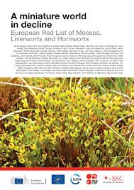 Attēlu rezultāti vaicājumam “Homomallium incurvatum sporophyte”