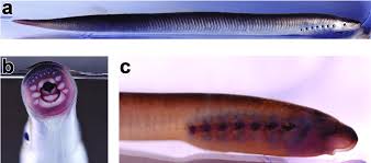 Attēlu rezultāti vaicājumam “Lampetra planeri”