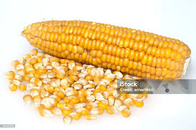 Attēlu rezultāti vaicājumam “Zea mays”