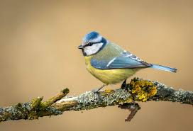 Image result for Cyanistes caeruleus