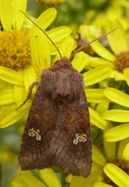 Attēlu rezultāti vaicājumam “Amphipoea”