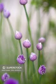 Attēlu rezultāti vaicājumam “Allium schoenoprasum bud”