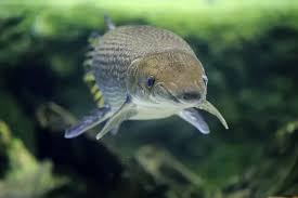 Image result for Atractosteus spatula