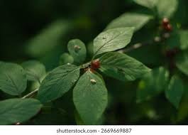 Attēlu rezultāti vaicājumam “Lonicera xylosteum leaf”