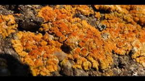 Attēlu rezultāti vaicājumam “Xanthoria polycarpa”