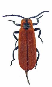 Attēlu rezultāti vaicājumam “Lygistopterus sanguineus”