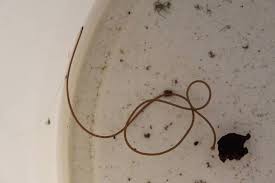 Attēlu rezultāti vaicājumam “Gordius aquaticus”