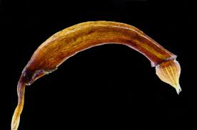 Attēlu rezultāti vaicājumam “Ceratodon purpureus sporophyte”