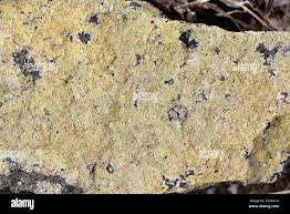 Attēlu rezultāti vaicājumam “Pertusaria leioplaca”