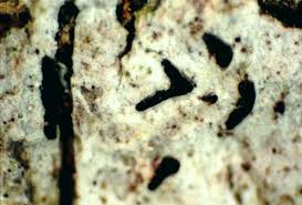 Attēlu rezultāti vaicājumam “Opegrapha atra”