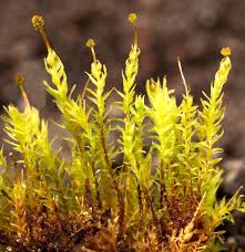 Attēlu rezultāti vaicājumam “Aulacomnium androgynum sporophyte”