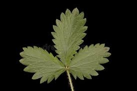 Attēlu rezultāti vaicājumam “Potentilla norvegica leaf”