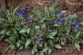 Image result for Pulmonaria Silverado