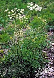 Attēlu rezultāti vaicājumam “Peucedanum oreoselinum flower”