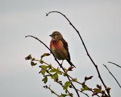 Attēlu rezultāti vaicājumam “Carduelis cannabina male”