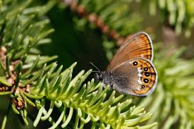 Attēlu rezultāti vaicājumam “Coenonympha hero”