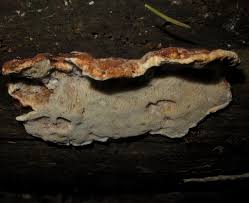 Attēlu rezultāti vaicājumam “Sarcoporia polyspora”