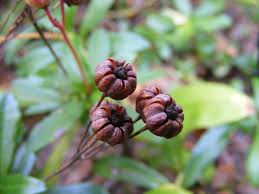 Attēlu rezultāti vaicājumam “Chimaphila umbellata bud”