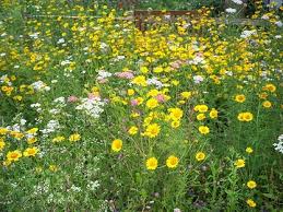 Image result for Helichrysum subulifolium