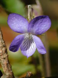 Attēlu rezultāti vaicājumam “Viola rupestris flower”