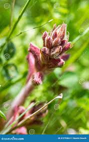 Attēlu rezultāti vaicājumam “Orobanche elatior bud”