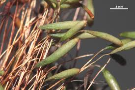 Attēlu rezultāti vaicājumam “Pohlia elongata”