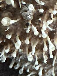 Attēlu rezultāti vaicājumam “Oligonema favogineum”