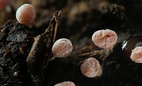 Attēlu rezultāti vaicājumam “Hemitrichia calyculata spores”