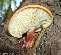 Attēlu rezultāti vaicājumam “Tricholomopsis rutilans”